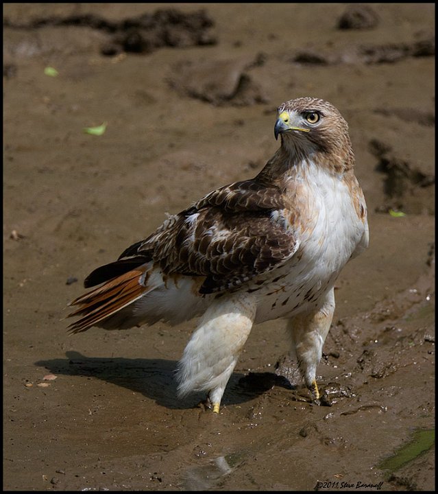 _1SB9835 red-tailed hawk at Reedy Creek.jpg